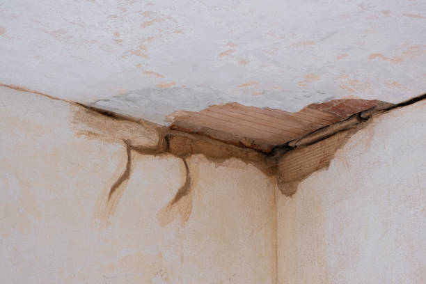 Best Mold removal after water damage  in Prospect, KY