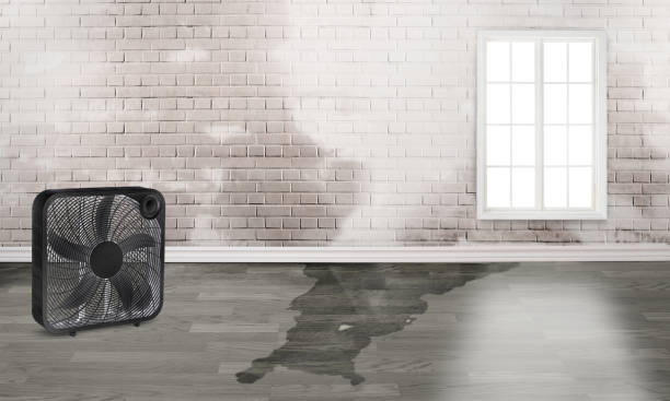 Best Professional water damage repair  in Prospect, KY