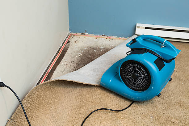 Best Carpet water damage restoration  in Prospect, KY